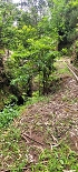 Plants: image 50 Of 208 Thumb